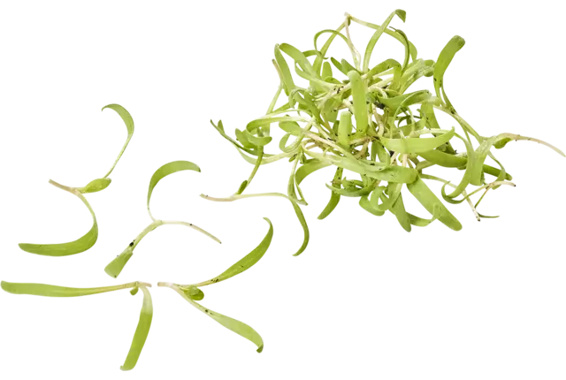 Micro épinards 15g pièce